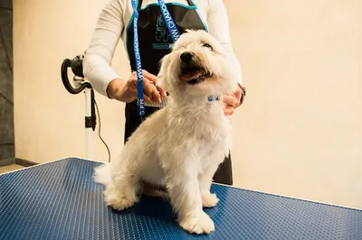 Psia Fryzurka - Salon pielęgnacji dla psów